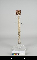 藏品(中國福建泉州懸絲傀儡戲頭盔-尾蝶巾)的圖片